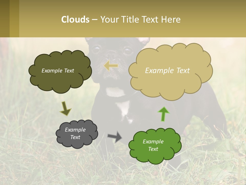 French Cute Purebred PowerPoint Template