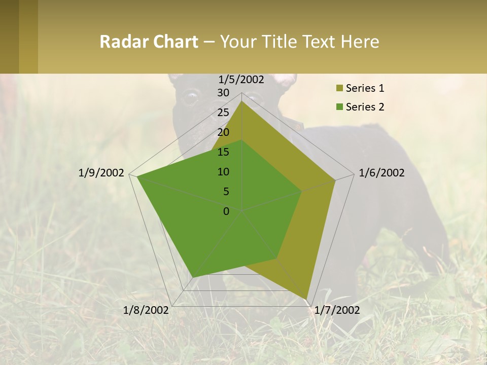 French Cute Purebred PowerPoint Template