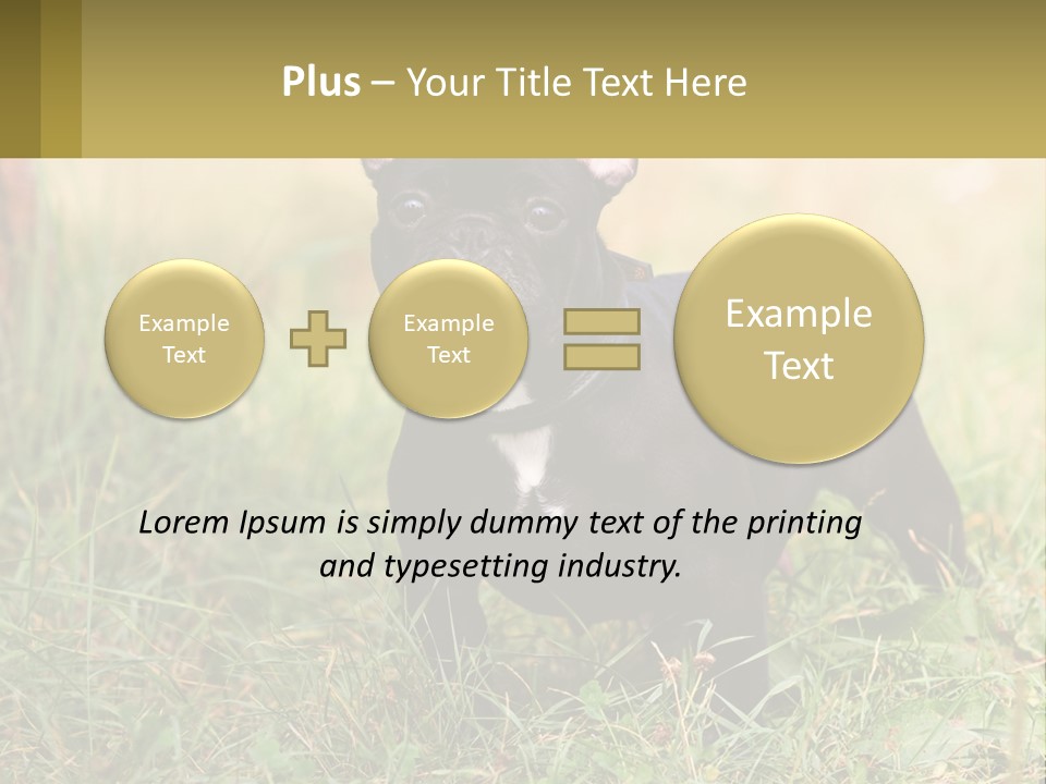 French Cute Purebred PowerPoint Template