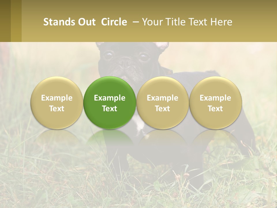 French Cute Purebred PowerPoint Template