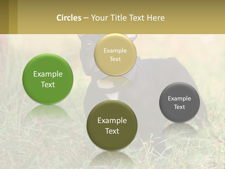 French Cute Purebred PowerPoint Template