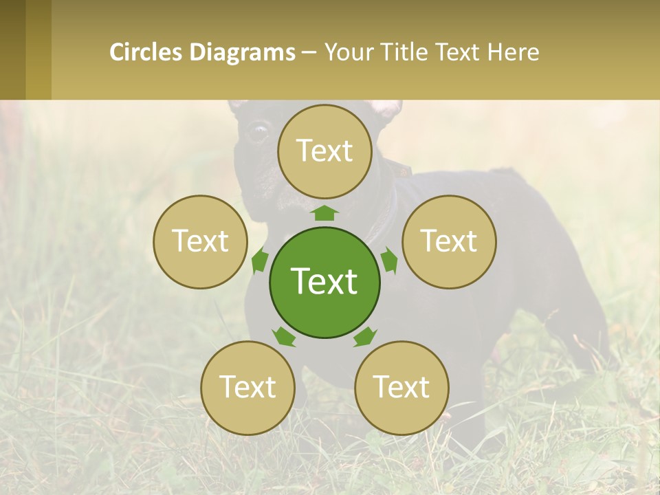 French Cute Purebred PowerPoint Template