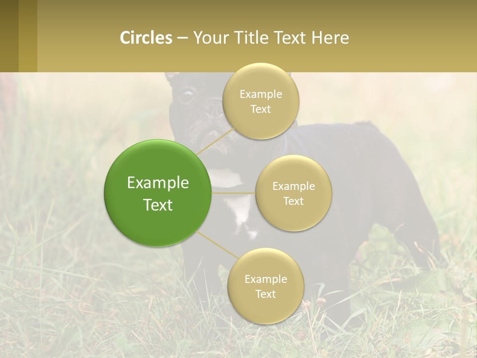 French Cute Purebred PowerPoint Template