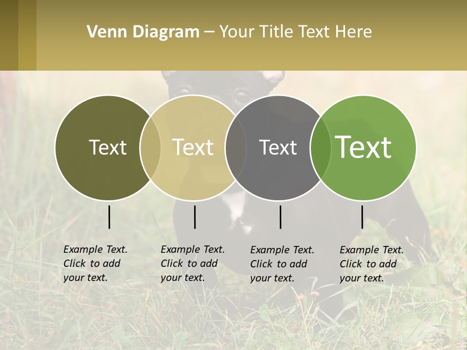 French Cute Purebred PowerPoint Template