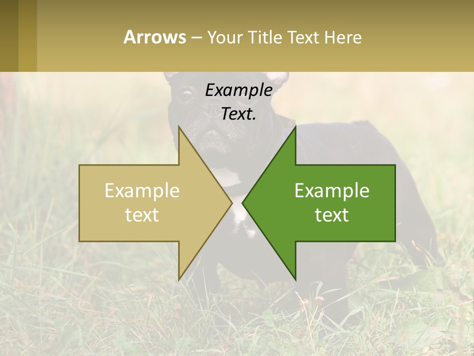 French Cute Purebred PowerPoint Template