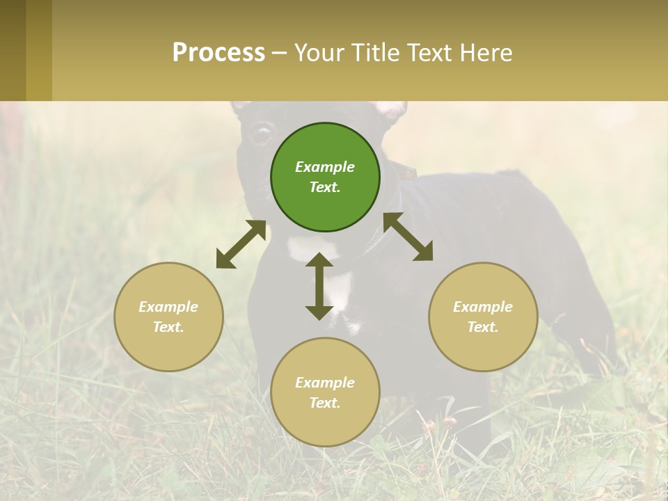 French Cute Purebred PowerPoint Template