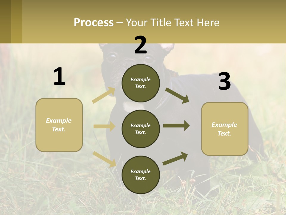 French Cute Purebred PowerPoint Template