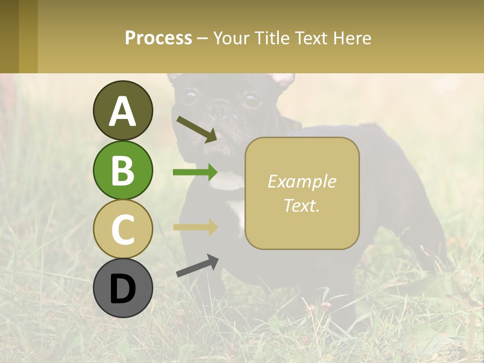 French Cute Purebred PowerPoint Template