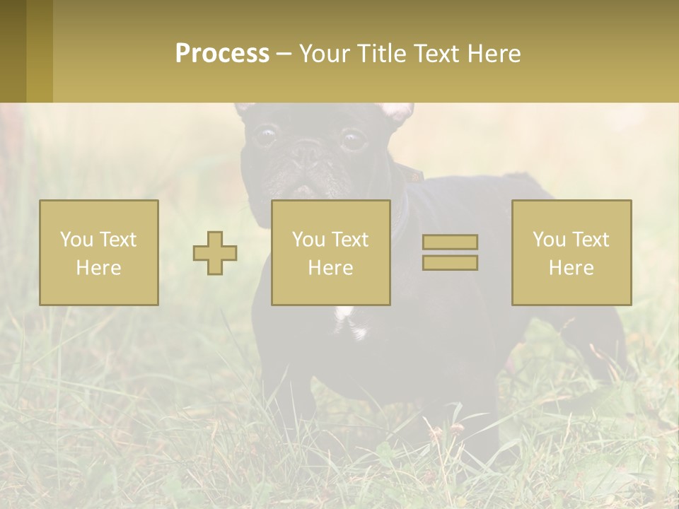 French Cute Purebred PowerPoint Template