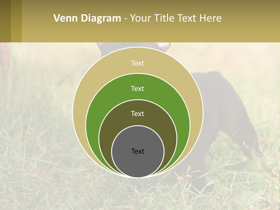 French Cute Purebred PowerPoint Template