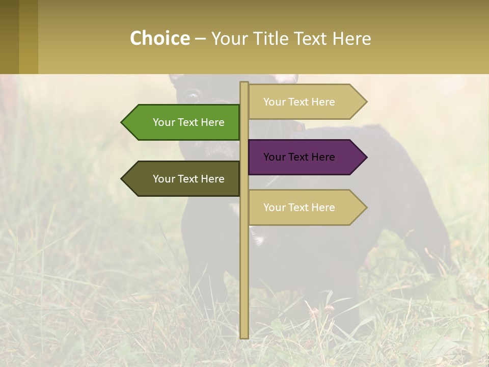 French Cute Purebred PowerPoint Template