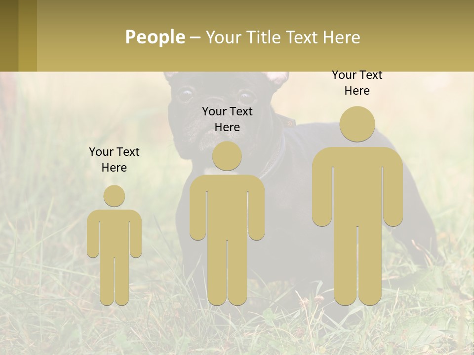 French Cute Purebred PowerPoint Template