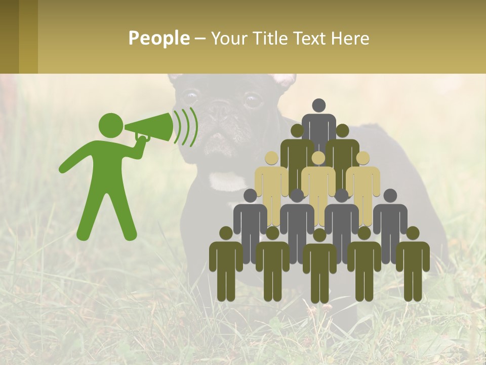 French Cute Purebred PowerPoint Template