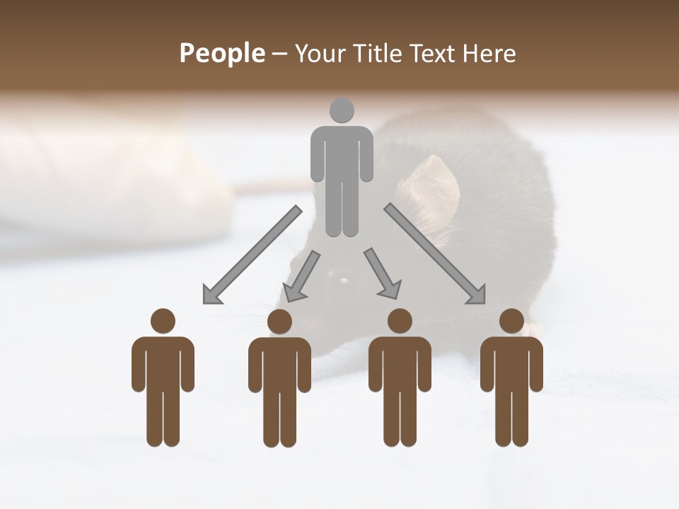 Acoustic Cords Strings PowerPoint Template