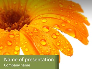 A Yellow Flower With Water Droplets On It PowerPoint Template