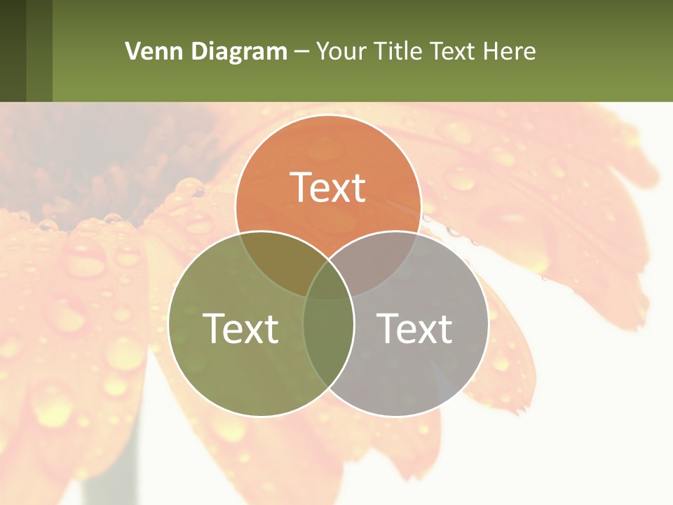 A Yellow Flower With Water Droplets On It PowerPoint Template