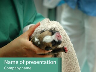 A Person Holding A Small Animal Wrapped In A Towel PowerPoint Template