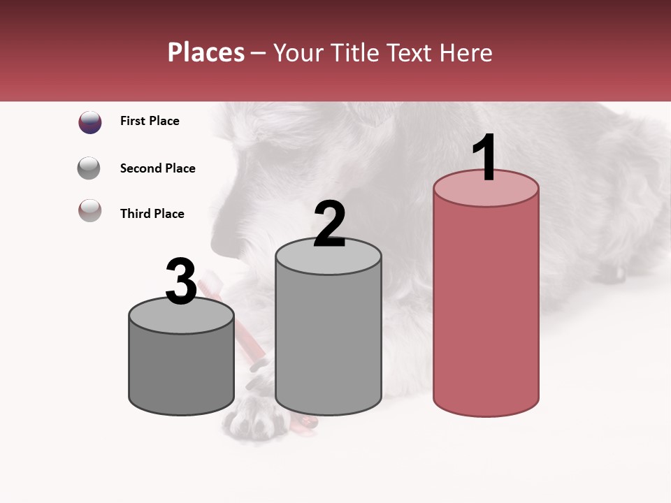 A Gray And White Dog Playing With A Red Toothbrush PowerPoint Template