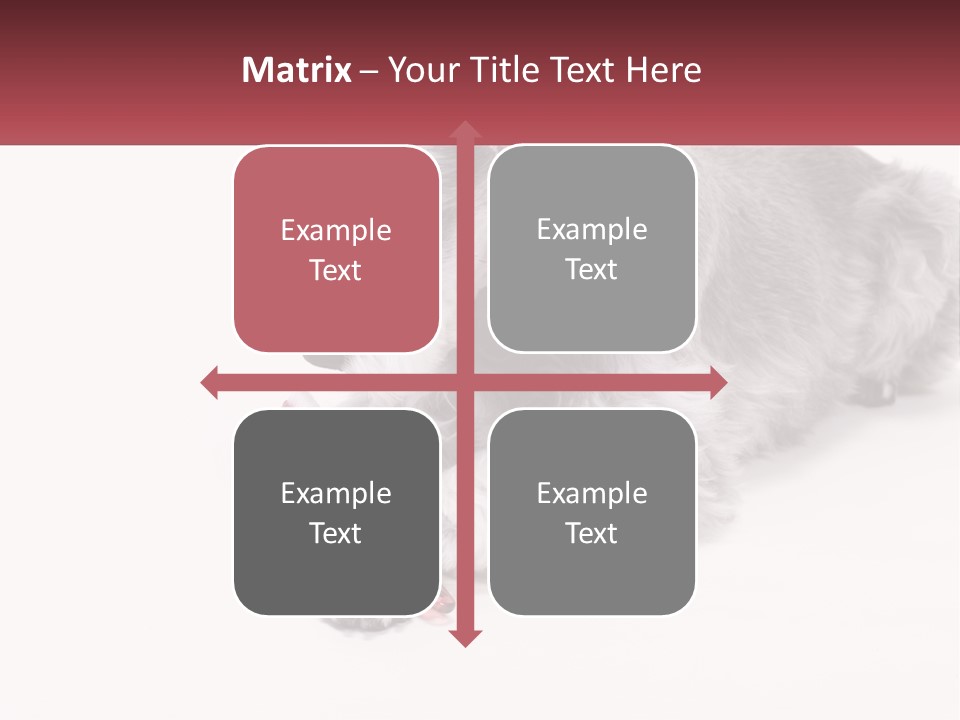 A Gray And White Dog Playing With A Red Toothbrush PowerPoint Template