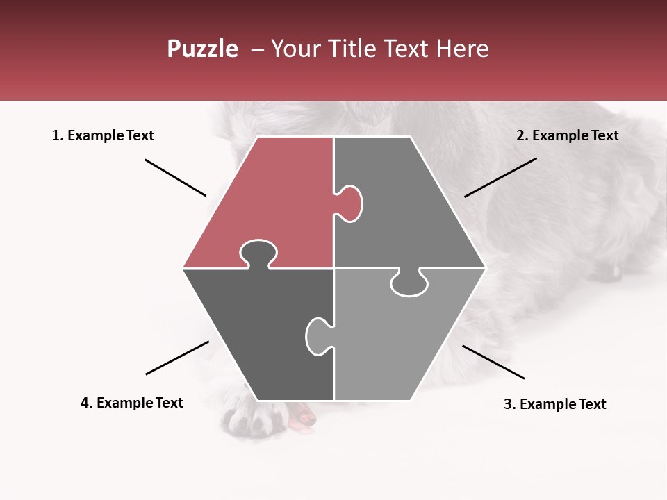 A Gray And White Dog Playing With A Red Toothbrush PowerPoint Template