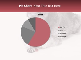 A Gray And White Dog Playing With A Red Toothbrush PowerPoint Template