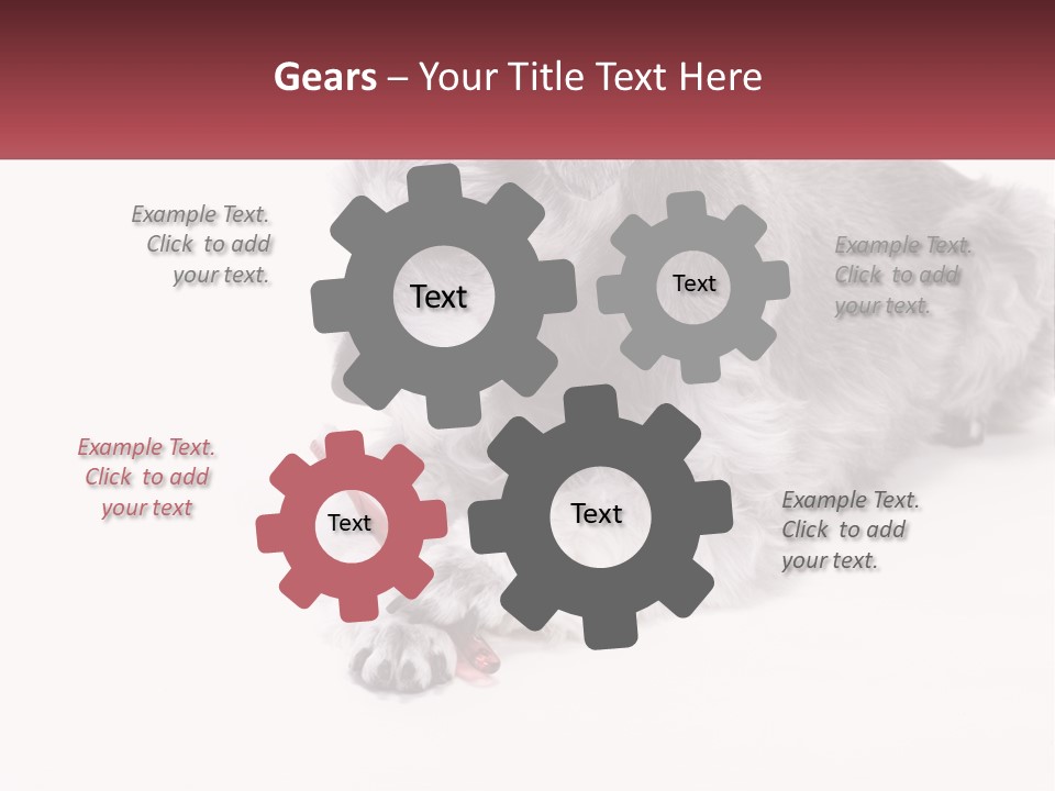 A Gray And White Dog Playing With A Red Toothbrush PowerPoint Template