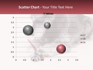 A Gray And White Dog Playing With A Red Toothbrush PowerPoint Template