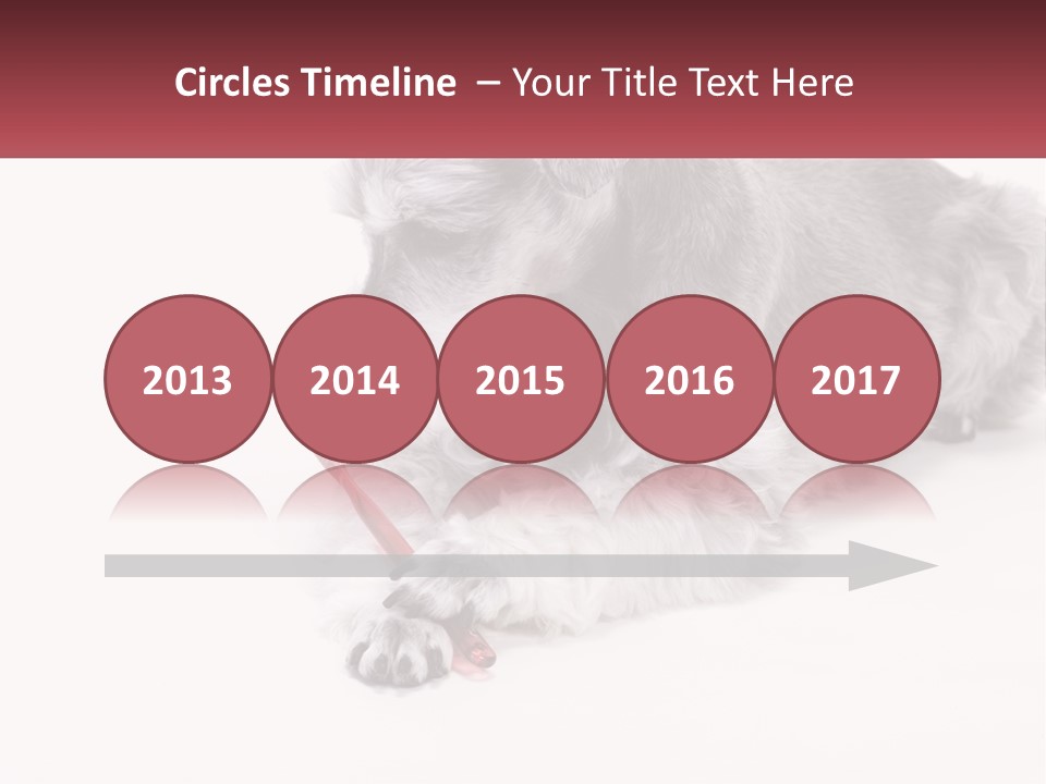 A Gray And White Dog Playing With A Red Toothbrush PowerPoint Template