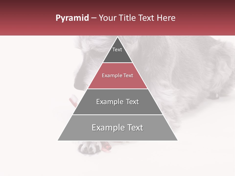 A Gray And White Dog Playing With A Red Toothbrush PowerPoint Template