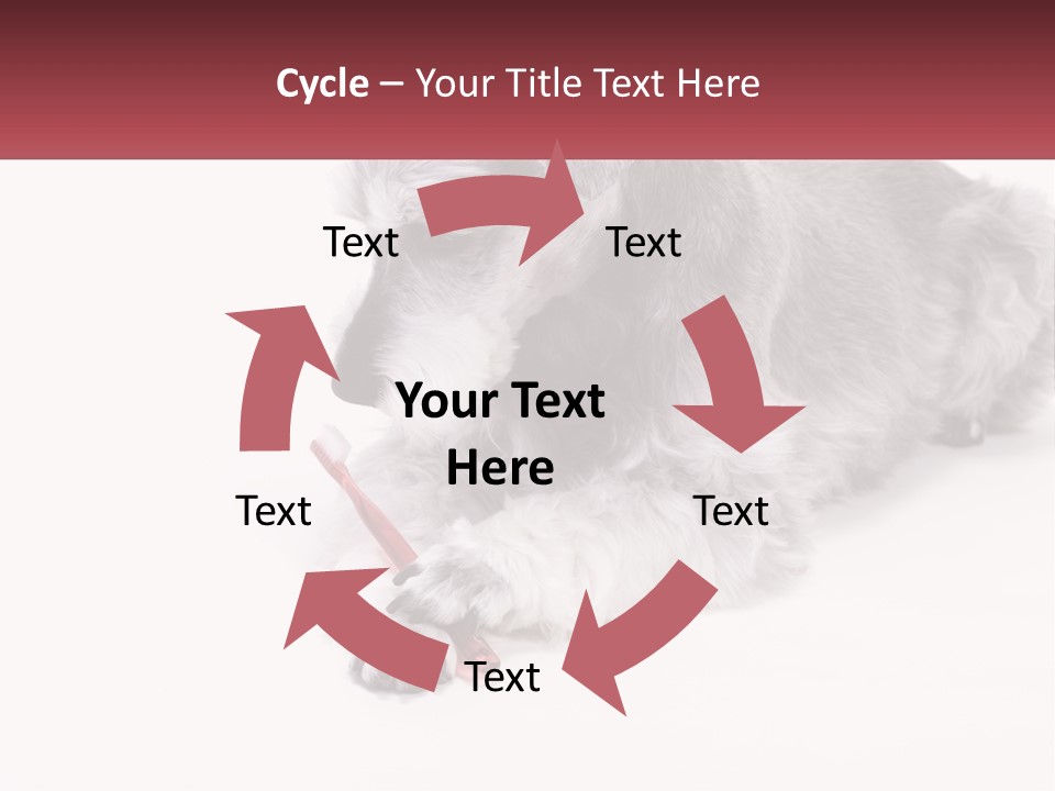 A Gray And White Dog Playing With A Red Toothbrush PowerPoint Template