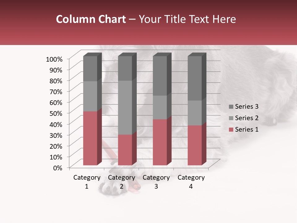 A Gray And White Dog Playing With A Red Toothbrush PowerPoint Template