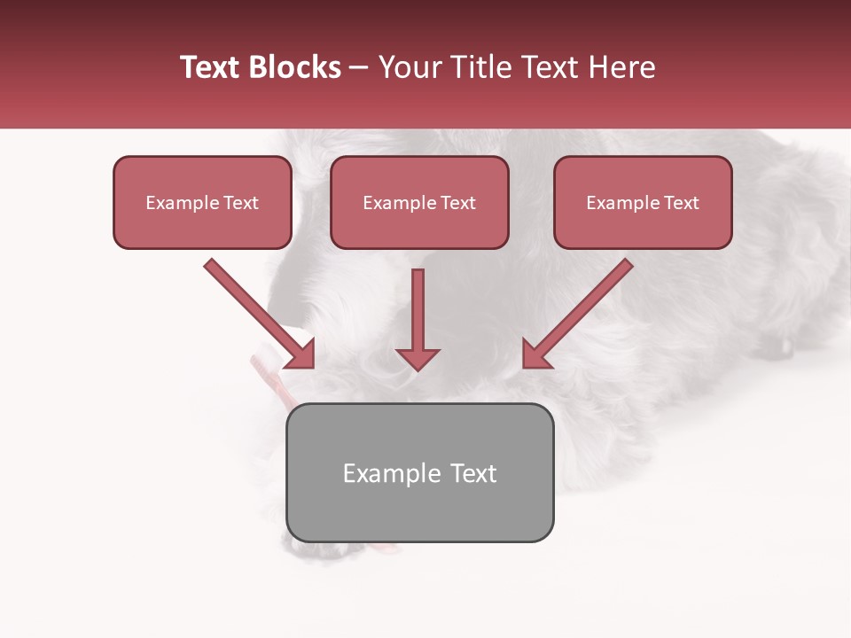 A Gray And White Dog Playing With A Red Toothbrush PowerPoint Template