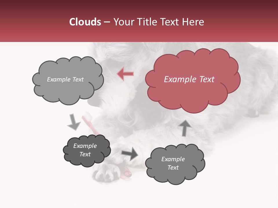 A Gray And White Dog Playing With A Red Toothbrush PowerPoint Template