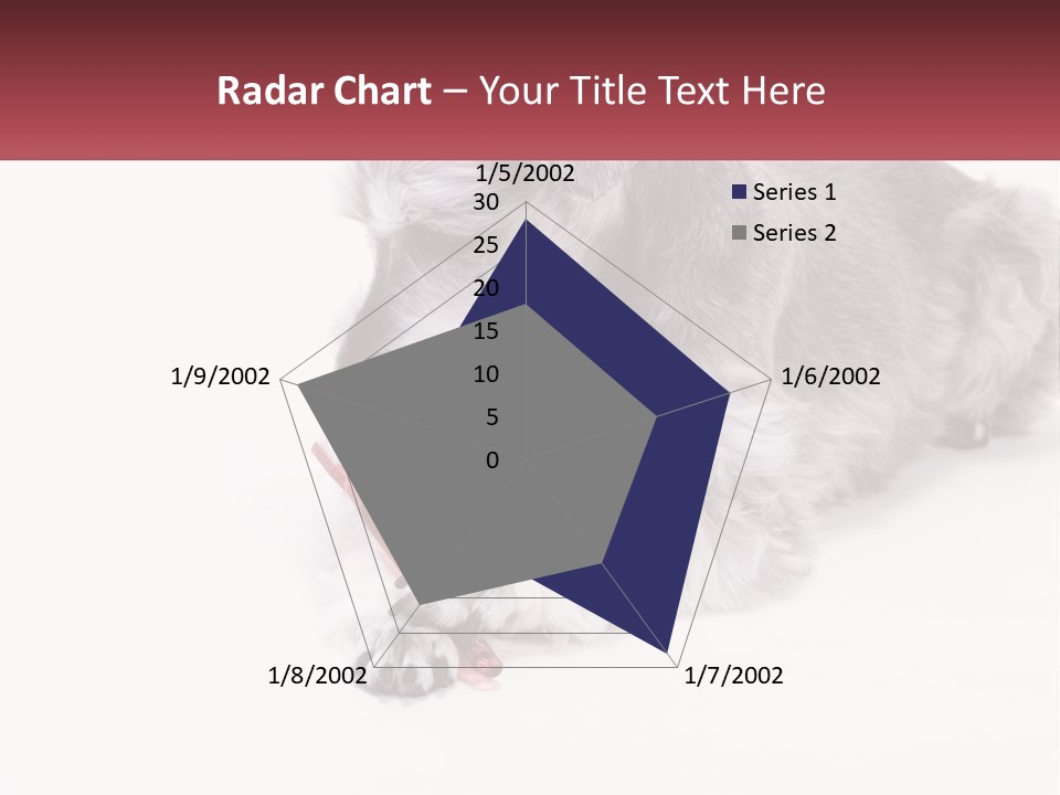 A Gray And White Dog Playing With A Red Toothbrush PowerPoint Template