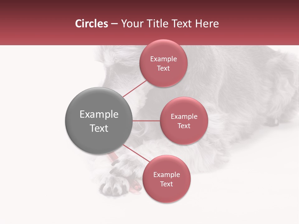 A Gray And White Dog Playing With A Red Toothbrush PowerPoint Template