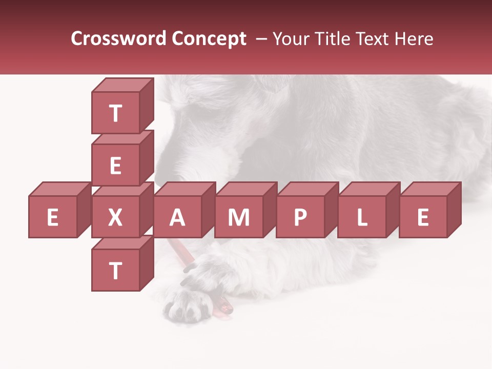 A Gray And White Dog Playing With A Red Toothbrush PowerPoint Template