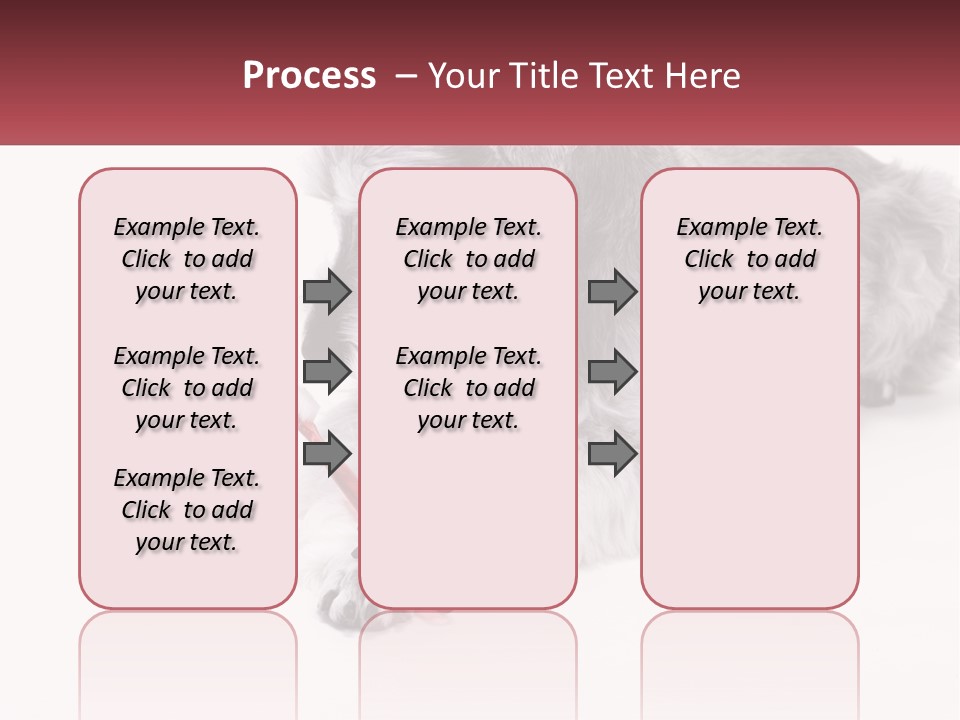 A Gray And White Dog Playing With A Red Toothbrush PowerPoint Template