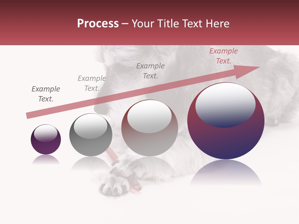 A Gray And White Dog Playing With A Red Toothbrush PowerPoint Template