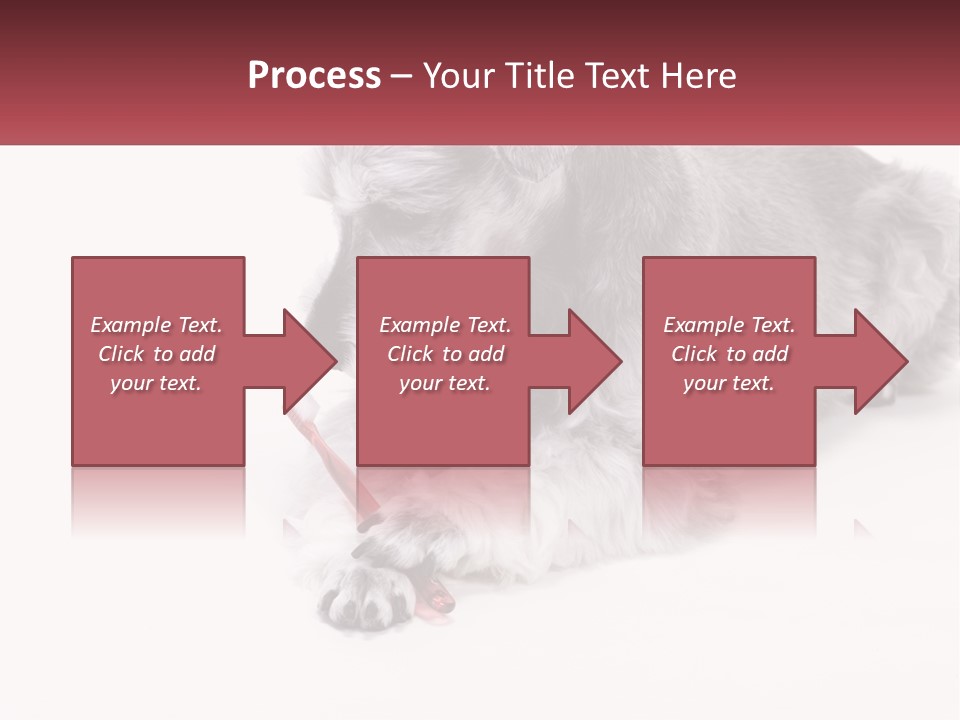 A Gray And White Dog Playing With A Red Toothbrush PowerPoint Template