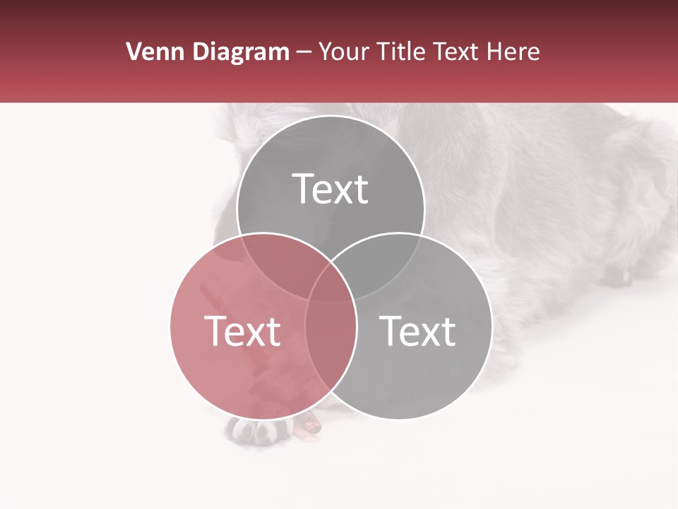 A Gray And White Dog Playing With A Red Toothbrush PowerPoint Template