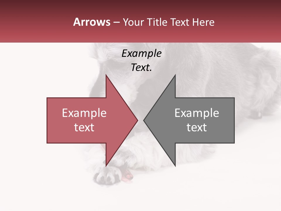 A Gray And White Dog Playing With A Red Toothbrush PowerPoint Template