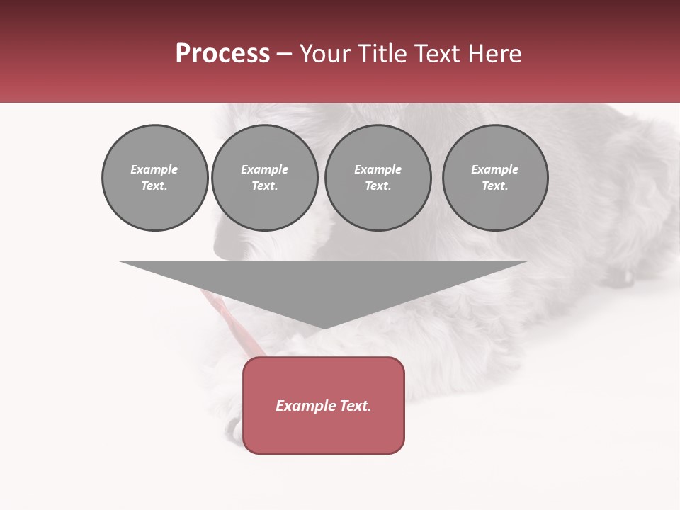 A Gray And White Dog Playing With A Red Toothbrush PowerPoint Template