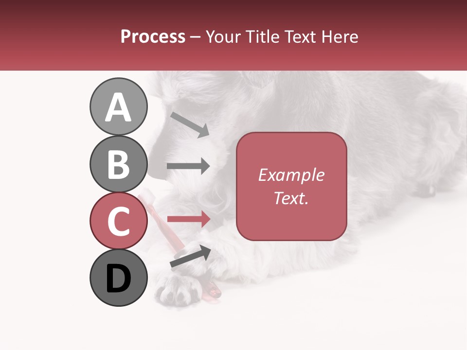 A Gray And White Dog Playing With A Red Toothbrush PowerPoint Template