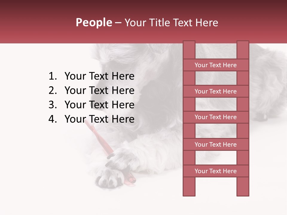 A Gray And White Dog Playing With A Red Toothbrush PowerPoint Template