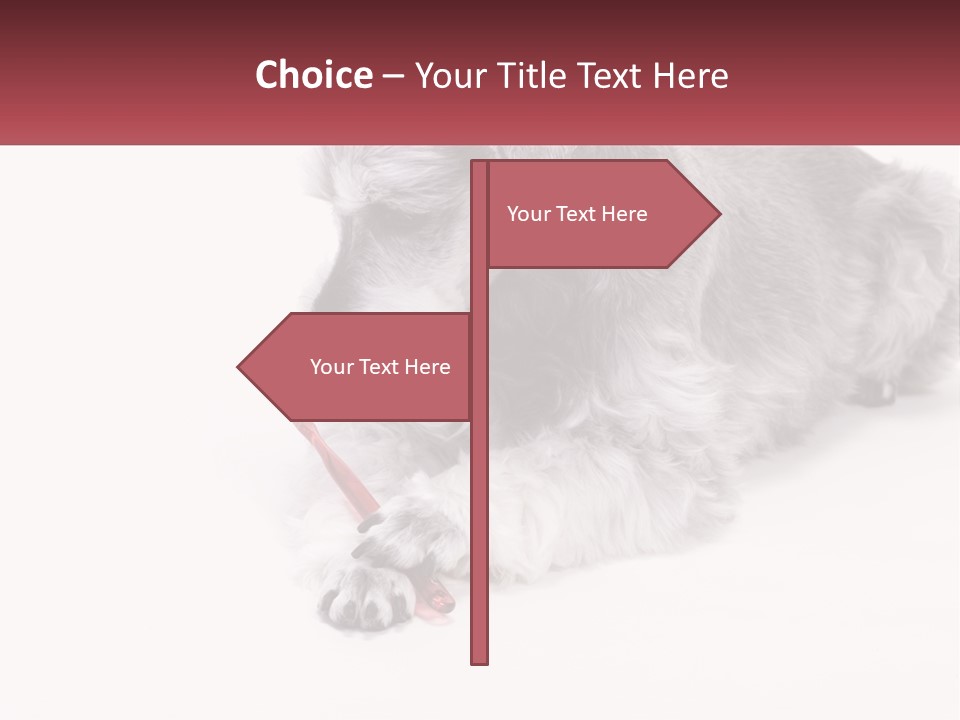A Gray And White Dog Playing With A Red Toothbrush PowerPoint Template