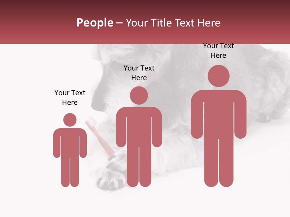 A Gray And White Dog Playing With A Red Toothbrush PowerPoint Template