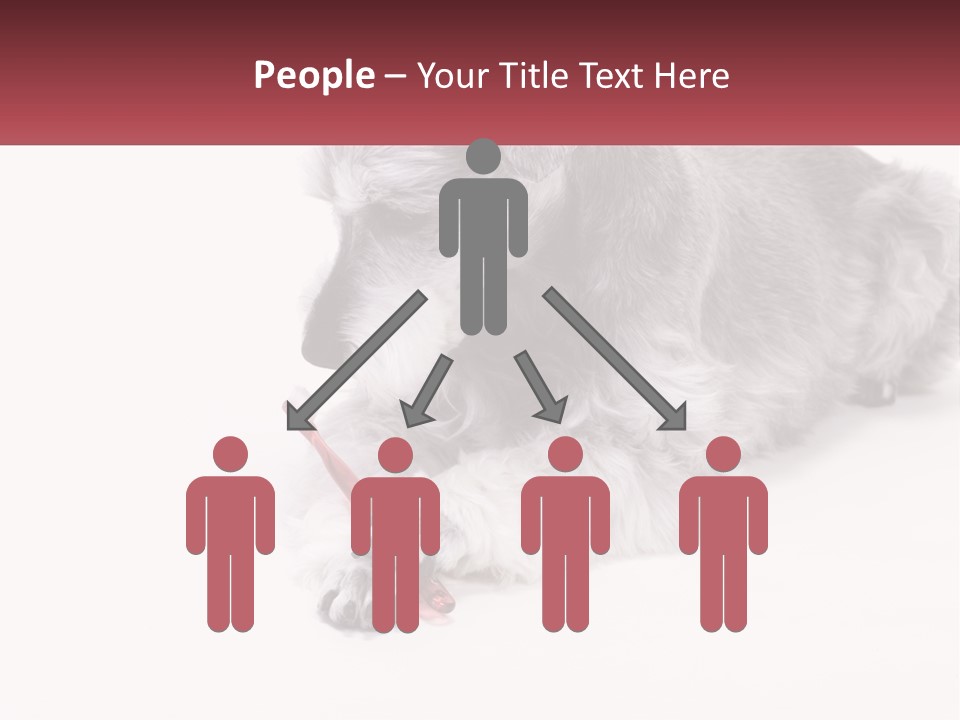 A Gray And White Dog Playing With A Red Toothbrush PowerPoint Template
