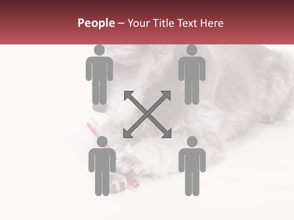 A Gray And White Dog Playing With A Red Toothbrush PowerPoint Template