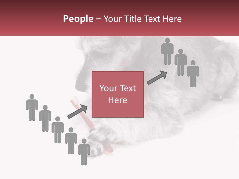 A Gray And White Dog Playing With A Red Toothbrush PowerPoint Template