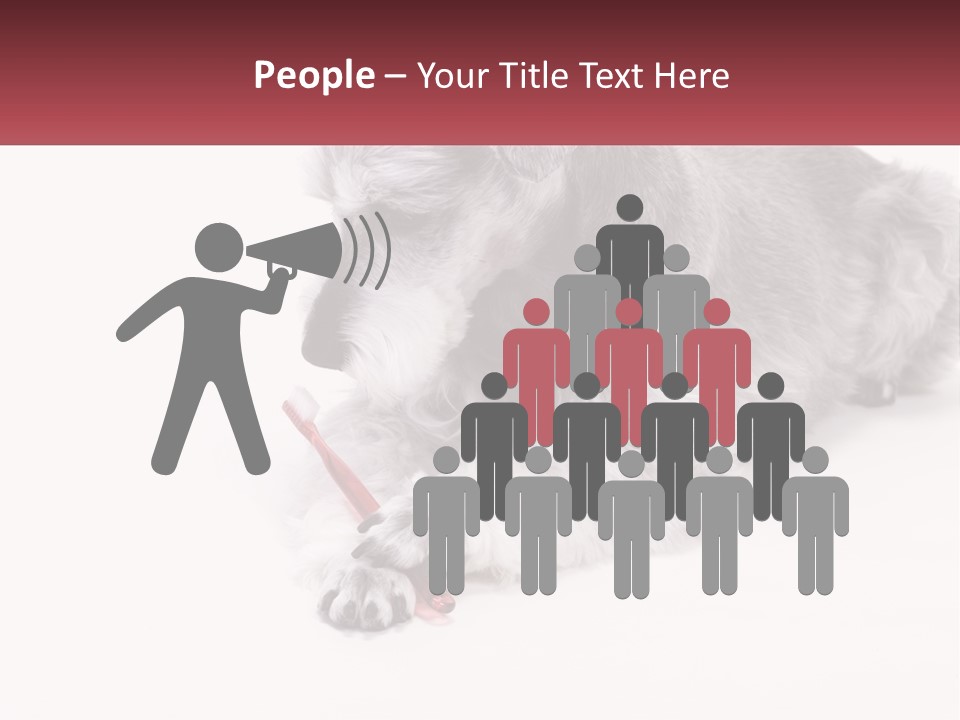 A Gray And White Dog Playing With A Red Toothbrush PowerPoint Template